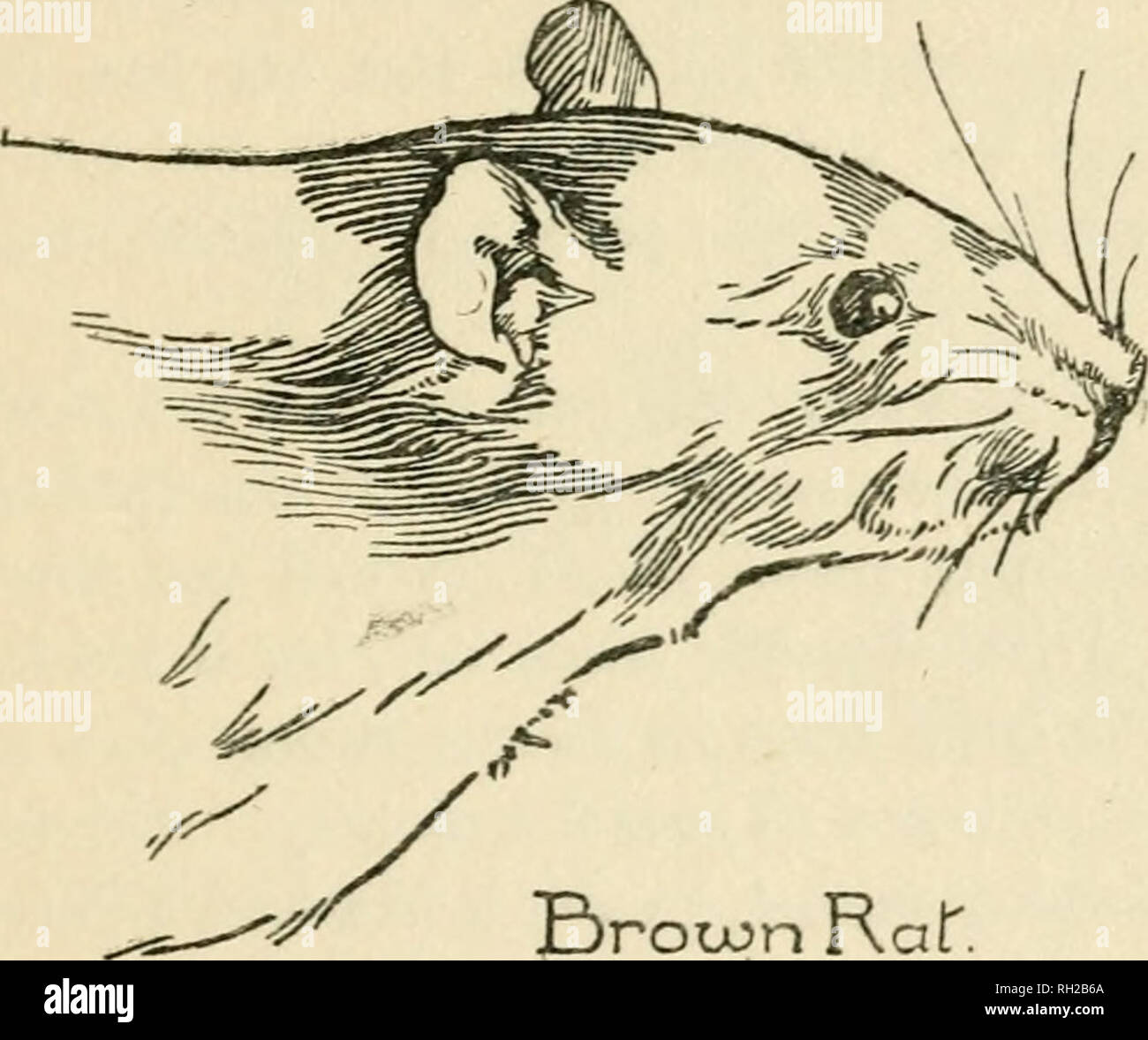Rat abode hi-res stock photography and images - Alamy