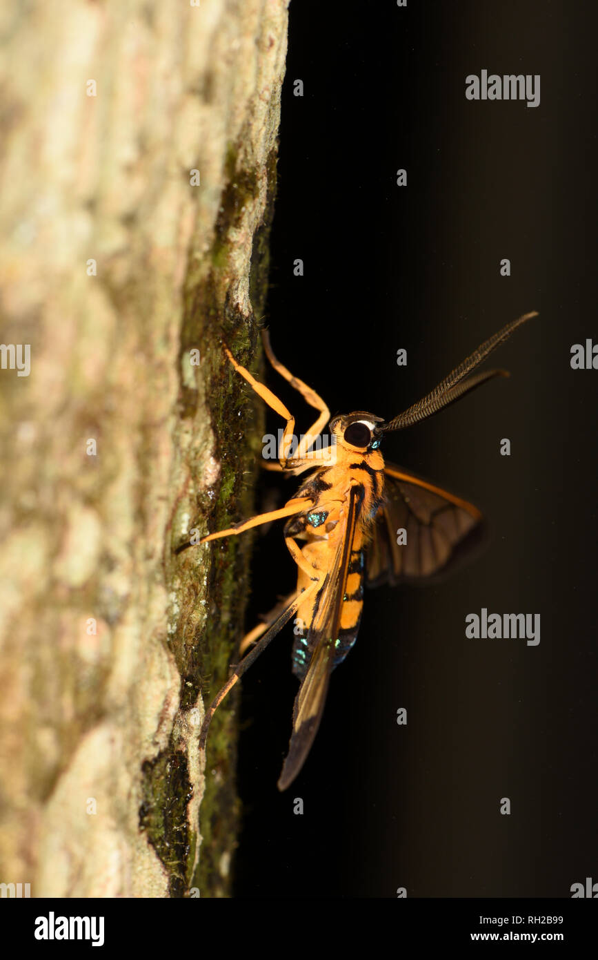 Costa Rica Moth (Pheia elegans) adult at rest on tree trunk, wasp mimic,Turrialba, Costa Rica, October Stock Photo