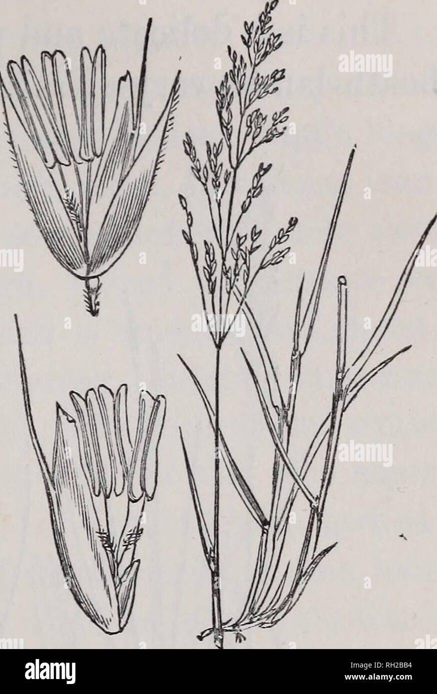. British grasses : an introduction to the study of the Gramineae of Great Britain and Ireland. Grasses. AGROSTIS. 153 whole panicle, together with the delicate minuteness of floret and branches, makes it a very elegant object, as it flourishes on the borders of fields, or in waste places in alpine heights. There is a dwarf variety, differing only in size from the normal form, but named by Koch A. alpina; it has been found among the Clova mountains, on Ben Lomond, and in the Isle of Arran. The A. canina flowers from the end of June to August.. 3. Agrostis setacea, Curt. Bristle Agrostis. Root  Stock Photo