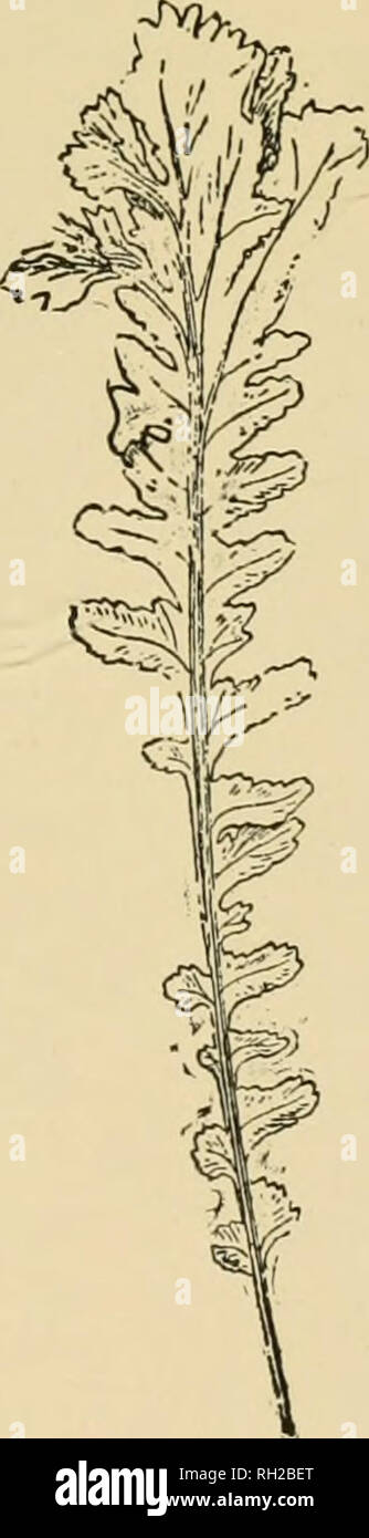 . British ferns and their varieties. Ferns. Fig. 132. B. s. ravio-trislatiim. Fig- '33- ^- ^- I'atiiosuvi Cliftii. Ramo-cristatum (Fig. 132).—Found in Yorkshire by Mr. Monk- man ; fronds twin-branched and well crested. R, KiNAHAN.—A branched and tasselled form originally named ramosum, which see. Ramo-cristatum Sinclair.—Found in Strathblane by Mr. Sinclair ; a thoroughbred branched and tasselled form. Ramosum (Plate XII and Appendix No. XV).—Found in England, Ireland, and Wales; a very fine form in which the fronds branch repeatedly, the branches bearing good crests. R. Cliftii (Fig. 133).—Fo Stock Photo
