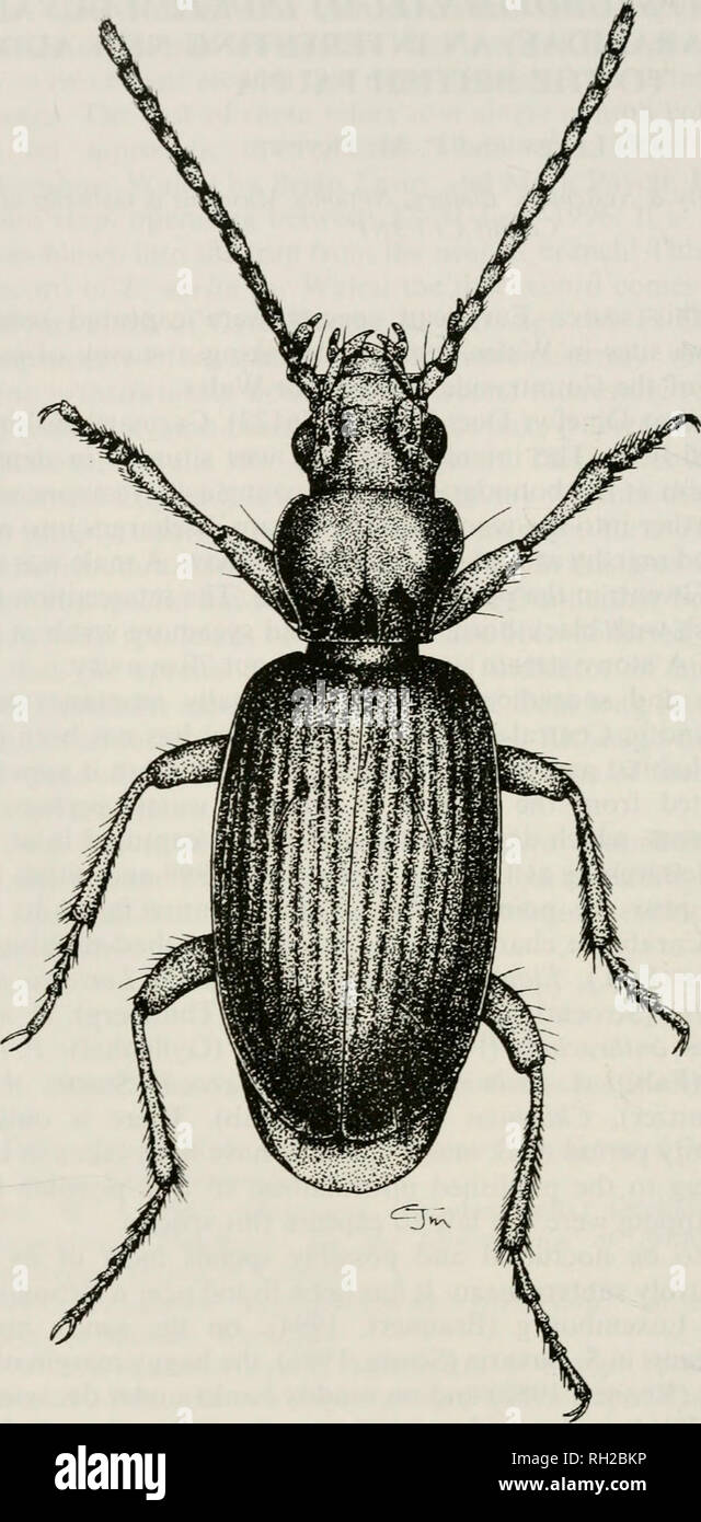 . British journal of entomology and natural history. Natural history; Entomology. BR. J. ENT. NAT. HIST.. 11: 1998 (1999). Fig. 1. Bembidion inustum, male habitus. stria, with the anterior puncture situated before the mid-length of the elytra; eighth elytral stria complete and as well defined as the other striae; basal bead of elytra not forming a sharp angle with the lateral bead at the shoulder; lateral margins of pronotum straight near the basal angles; median line of pronotum widened and deepened at base to form a well defined broad deep channel; head with distinct, weakly convergent front Stock Photo