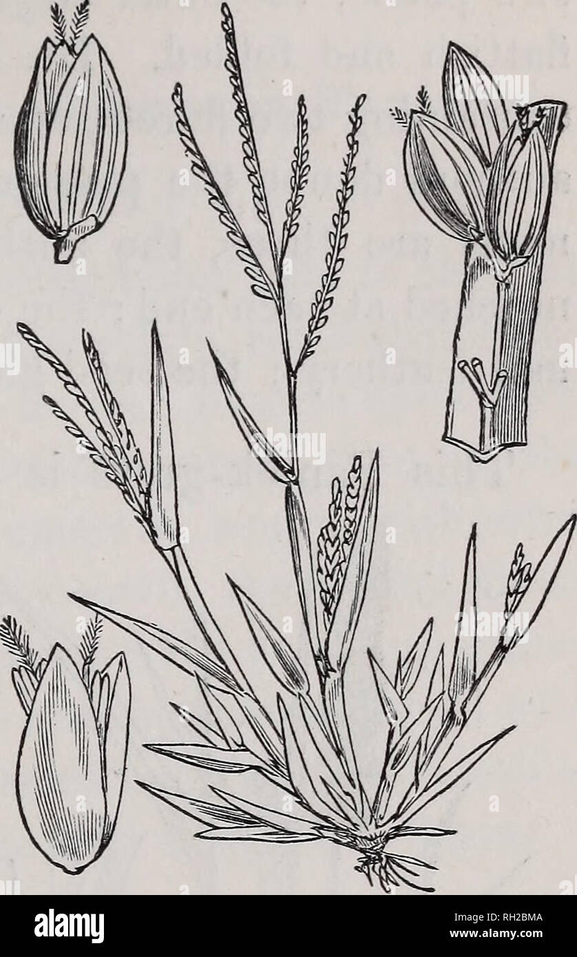 . British grasses : an introduction to the study of the Gramineae of Great Britain and Ireland. Grasses. CLASSIFICATION. 107 from the Cynodon Dactylon, which it greatly resembles, by its spikelets being flattened at the back, and placed on the rachis in twos and threes, whilst in the Cynodon they are placed singly on the rachis, and are flattened at the side only. From the Panicum sanguinale it is distinguished, as we have already seen, by the equality of the second and third empty glume. Like the last species, this is a mere weed; it affects cooler climates than P. san- guinale, but no use is Stock Photo