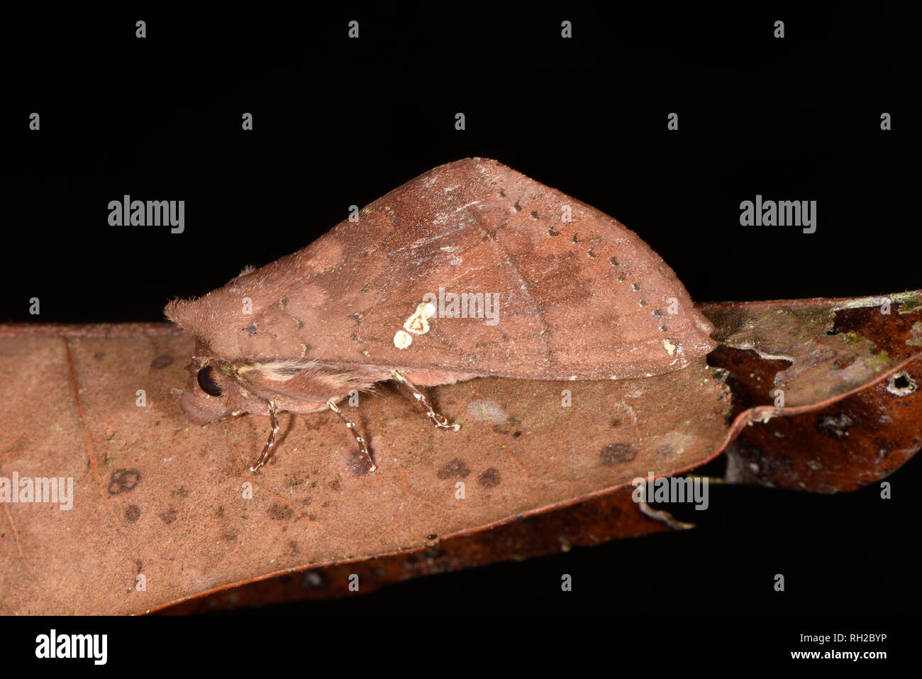 Costa Rica Moth (Hapigia simplex) adult at rest on dead leaf, Turrialba, Costa Rica, October Stock Photo