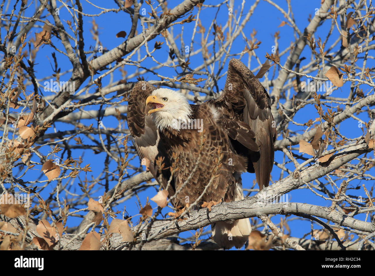 Bald Eagle, Haliaeetus leucocephalus Bosque del Apache National