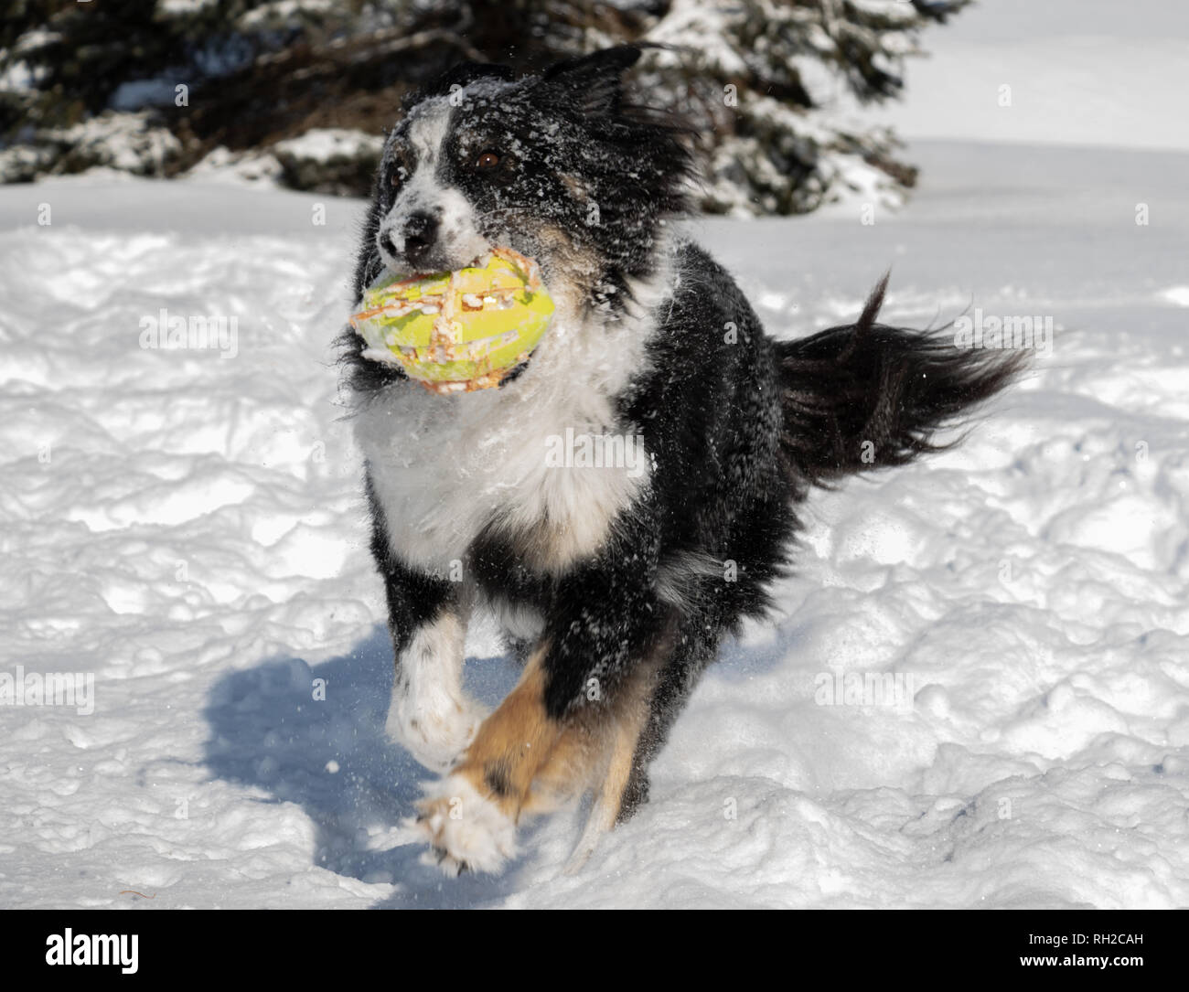 The dog is running through deep fluffy snow with his ball. Stock Photo