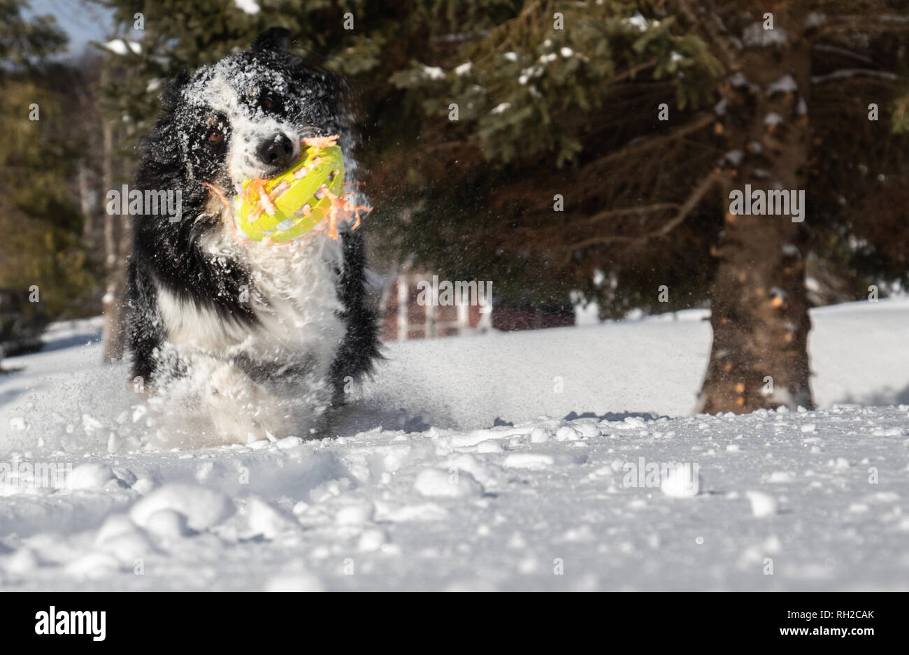 Silly Australian Shepherd playing fetch in the snow Stock Photo