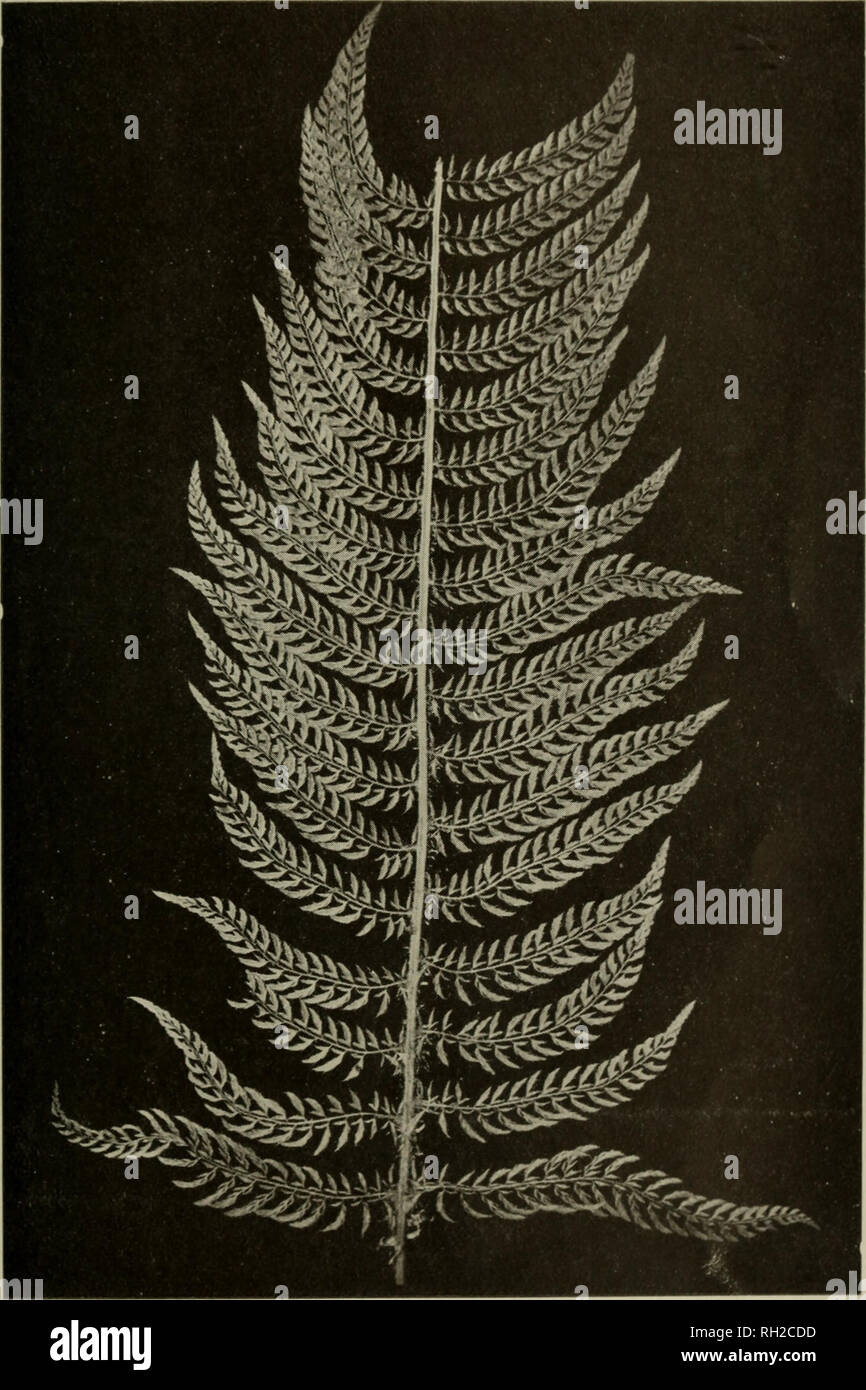 . The British fern gazette. Ferns. P. ANNULARE DIVISILOBUM PALCAT1 M, MULY.. Please note that these images are extracted from scanned page images that may have been digitally enhanced for readability - coloration and appearance of these illustrations may not perfectly resemble the original work.. British Pteridological Society. [s. l. ] British Pteridological Society Stock Photo