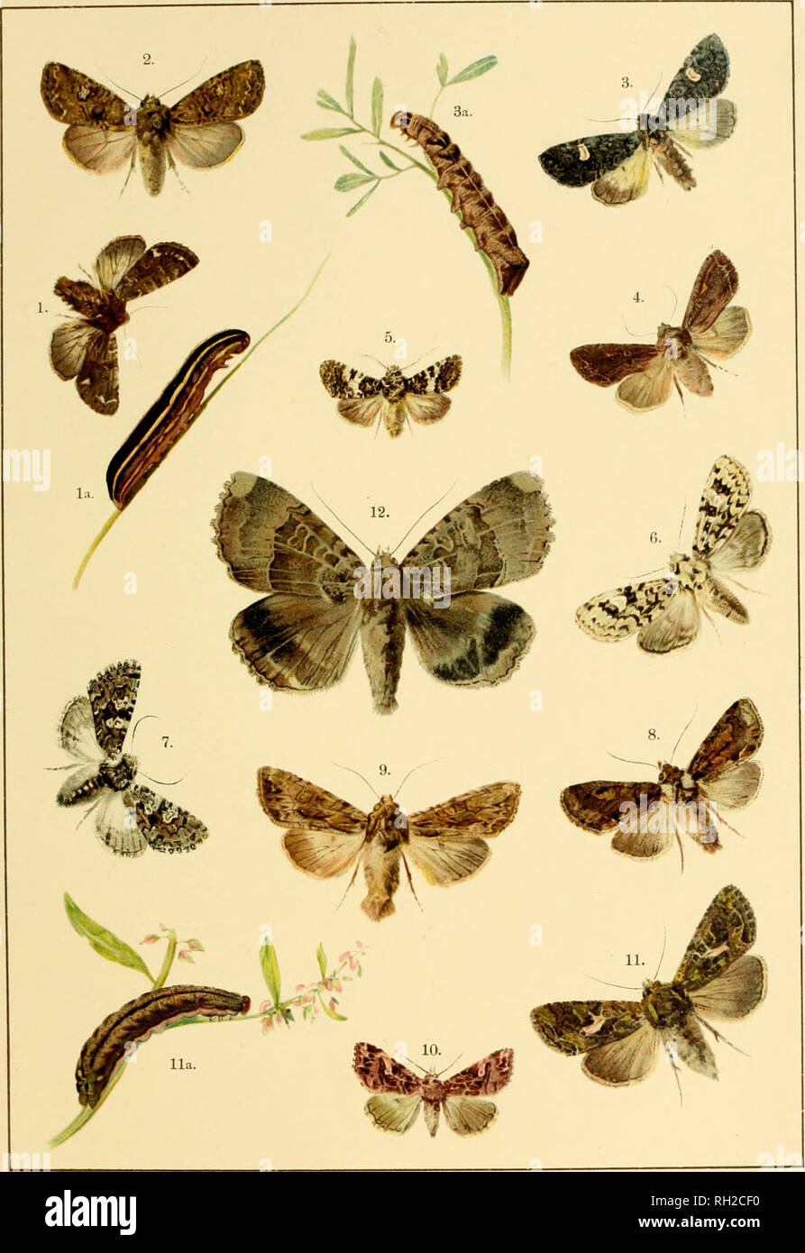 . British and European butterflies and moths (Macrolepidoptera). Lepidoptera -- Great Britain; Lepidoptera -- Europe. PLATE XXV.. I. Mamestra pisi, la. Larva. 2. Mamestra brassica;. 3. -Mamestra persicaria', 3a. Lan'a. 4. Mameslra oleracea. 5. Dianthcecia compta. 6. Dichoiiia aprilina. 7. Chariptcra culta. 8. Miselia oxyacantha&quot;. 9. Hadena monoglypha. 10. Eriopus purpureofasciata. II. Trachea atriplicis, iia. Larva. 12. Mania maura. British and European Butterflies and Moths.. Please note that these images are extracted from scanned page images that may have been digitally enhanced for re Stock Photo