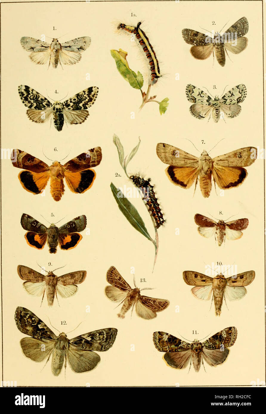 . British and European butterflies and moths (Macrolepidoptera). Lepidoptera -- Great Britain; Lepidoptera -- Europe. PLATE XXIV.. I. Acronycta psi. la. Larva. 2 Acronycta lumicis, 2a. Larva. 3. Moma orion. 4. Panthia coenobita. 5. Triphffina ianthina. 6. Triplia;na fimbria. 7. Tripba;na pronuba. 8. Agrotis plecta. 9. Agrotis segetum. 10. Agrolis c.xclamationis. 11. Aplecta prasina. 12. Aplecta occulta. 13. Neuroiiia popularis. British and European Butterflies and Moths,. Please note that these images are extracted from scanned page images that may have been digitally enhanced for readability  Stock Photo