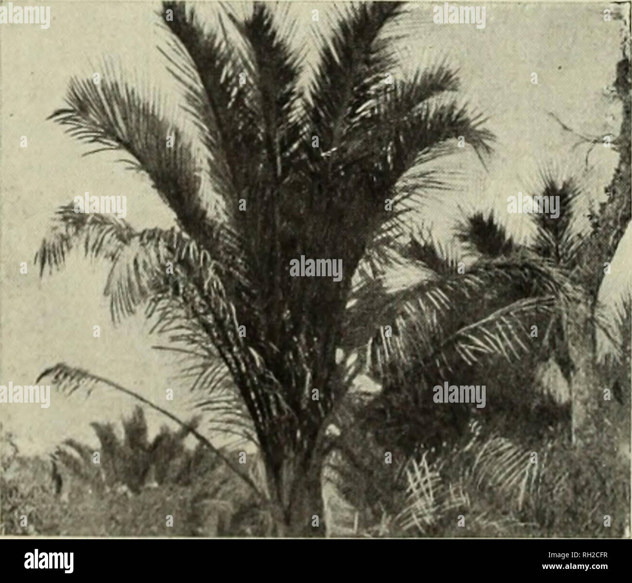 . British Central Africa; an attempt to give some account of a portion of the territories under British influence north of the Zambezi. Natural history. OIL PALMS, NEAR THE SONGWE RIVER, NORTH NYASA Then there are the numerous Coreopses (relations of the Sunflower)—golden- yellow, creamy-white, and blood - red ; pinkish-white anemones; purple iris (Aristed); rosy-tinted, salmon-tinted, apricot - tinted gladioli, or even a gladiolus with huge blossoms of a pale buff colour like cafd-au-lait. There is a great range in the colour of these gladioli. One has a flower of purplish- green. The Hyperic Stock Photo