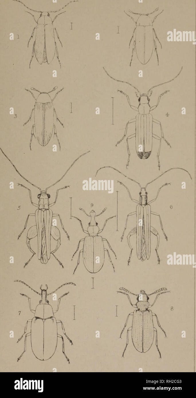 . The British Coleoptera delineated, consisting of figures of all the genera of British beetles. Beetles. 1. SGRAPTIA 2. HALLOMENU5 3 ORCHESIA 4 ISCHNOMERA S OEDEMERA &lt;b QNGOMERA. 7 MYCTERU5 6. SPH/ERIESTES. 9. SALPINGU5.. Please note that these images are extracted from scanned page images that may have been digitally enhanced for readability - coloration and appearance of these illustrations may not perfectly resemble the original work.. Shuckard, William Edward, 1802-1868; Spry, W. , illus. London, W. Crofts Stock Photo