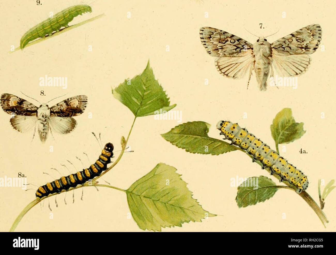 . British and European butterflies and moths (Macrolepidoptera). Lepidoptera -- Great Britain; Lepidoptera -- Europe. 6. I. I. Pjgara anachoreta. 2. Gunophora derasa. 3. Tliyatira batis, 3a. Lan'a. 4. Uiloba cieruleocephala, 4a. Larva. 5. Demas Lor)'li. 6. Acronycta lepoiina, 6a. Larva. 7. Acronvcta aceris. 8. Acronycta alni, 8a. Lar'a. 9. Acronycta ligustri, larva. Briiish and European Butterflies ani Moths.. Please note that these images are extracted from scanned page images that may have been digitally enhanced for readability - coloration and appearance of these illustrations may not per Stock Photo