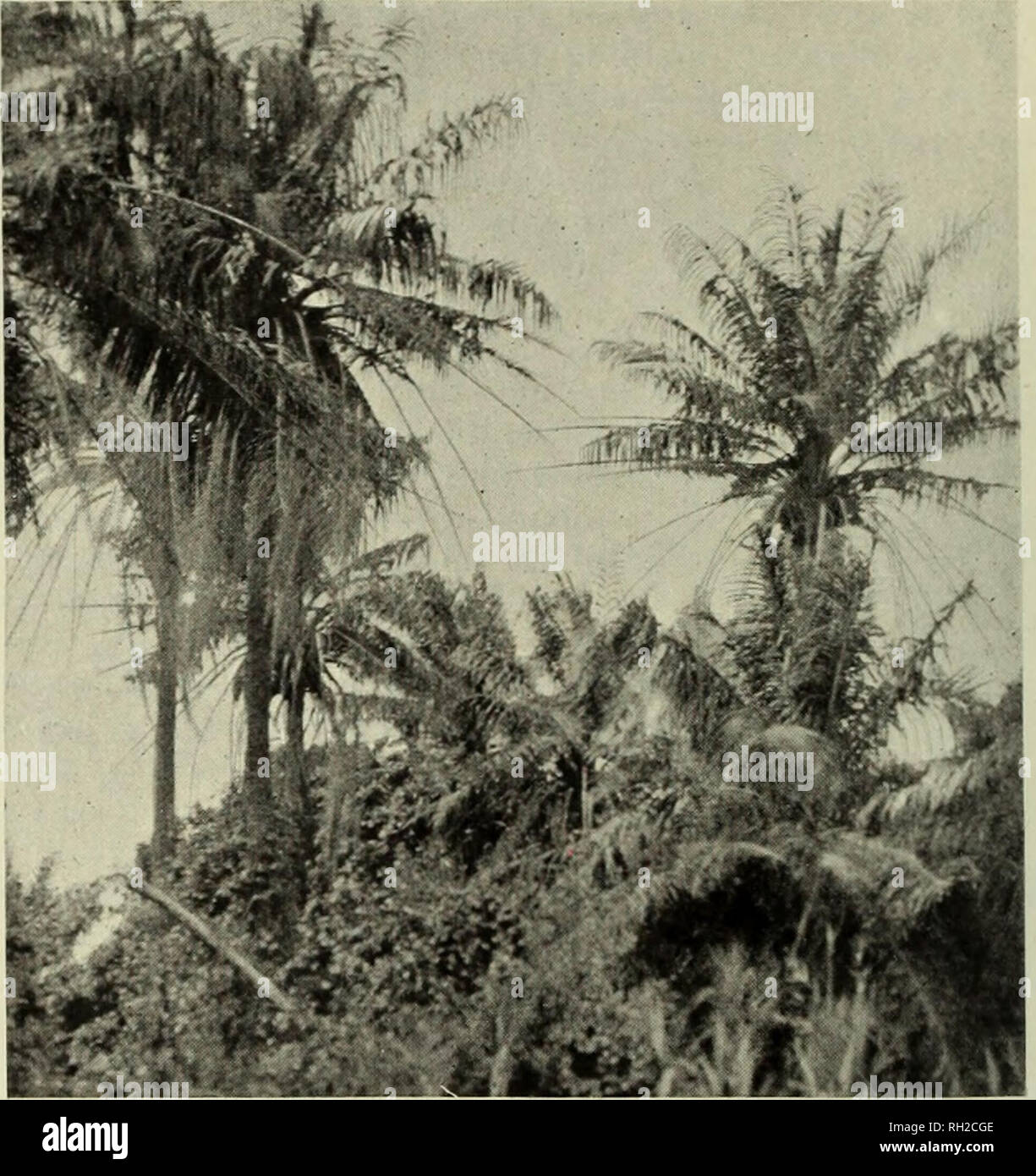 . British Central Africa; an attempt to give some account of a portion of the territories under British influence north of the Zambezi. Natural history. 212 BRITISH CENTRAL AFRICA. OIL PALMS, NEAR THE SONGWE RIVER, NORTH NYASA Then there are the numerous Coreopses (relations of the Sunflower)—golden- yellow, creamy-white, and blood - red ; pinkish-white anemones; purple iris (Aristed); rosy-tinted, salmon-tinted, apricot - tinted gladioli, or even a gladiolus with huge blossoms of a pale buff colour like cafd-au-lait. There is a great range in the colour of these gladioli. One has a flower of  Stock Photo