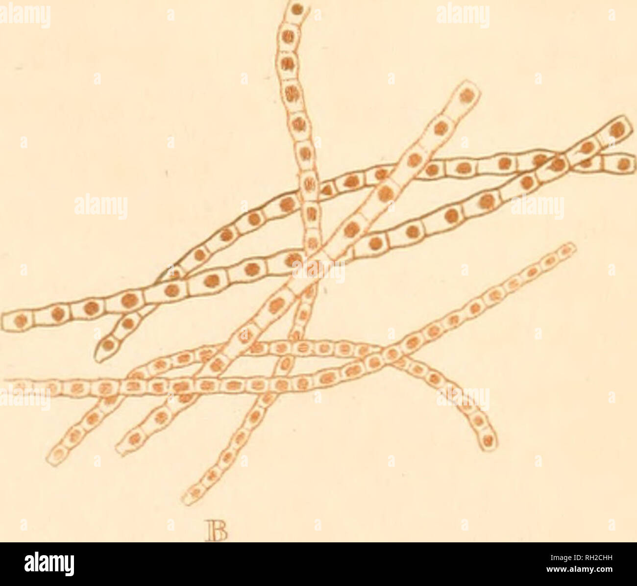 . British Confervæ; or , Colored figures and descriptions of the ...