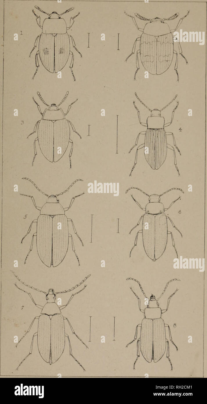 . The British Coleoptera delineated, consisting of figures of all the genera of British beetles. Beetles. 1 PALEM A. 2 DIAPEFUS. 3. PLATY DEM A 4-. HEL0P5. 5 ERYX 6. MYCET0CHARI5. 7 CI5TELA 6. OMOPH LUS.. Please note that these images are extracted from scanned page images that may have been digitally enhanced for readability - coloration and appearance of these illustrations may not perfectly resemble the original work.. Shuckard, William Edward, 1802-1868; Spry, W. , illus. London, W. Crofts Stock Photo