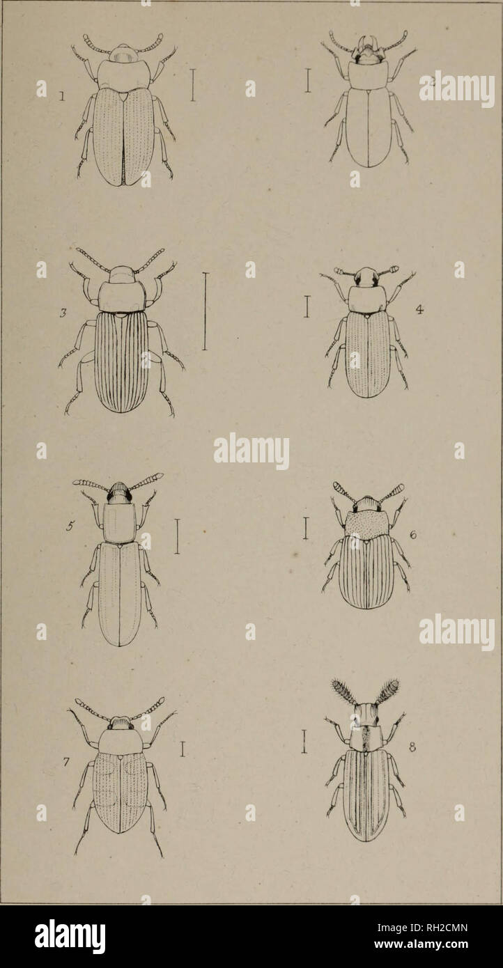 . The British Coleoptera delineated, consisting of figures of all the genera of British beetles. Beetles. ti te.. I, ALPHIT0B1US. ^. ULOMA. 5. TENEBKIO. 4 5TENE. J HYPOPHL/£US &lt;b 60LIT0PHAGUS 7. ALPHITOPHAGUS. 8. 5ARROTRIUM.. Please note that these images are extracted from scanned page images that may have been digitally enhanced for readability - coloration and appearance of these illustrations may not perfectly resemble the original work.. Shuckard, William Edward, 1802-1868; Spry, W. , illus. London, W. Crofts Stock Photo