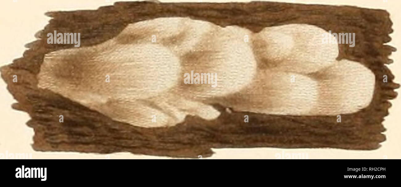 . British Confervæ; or , Colored figures and descriptions of the ...