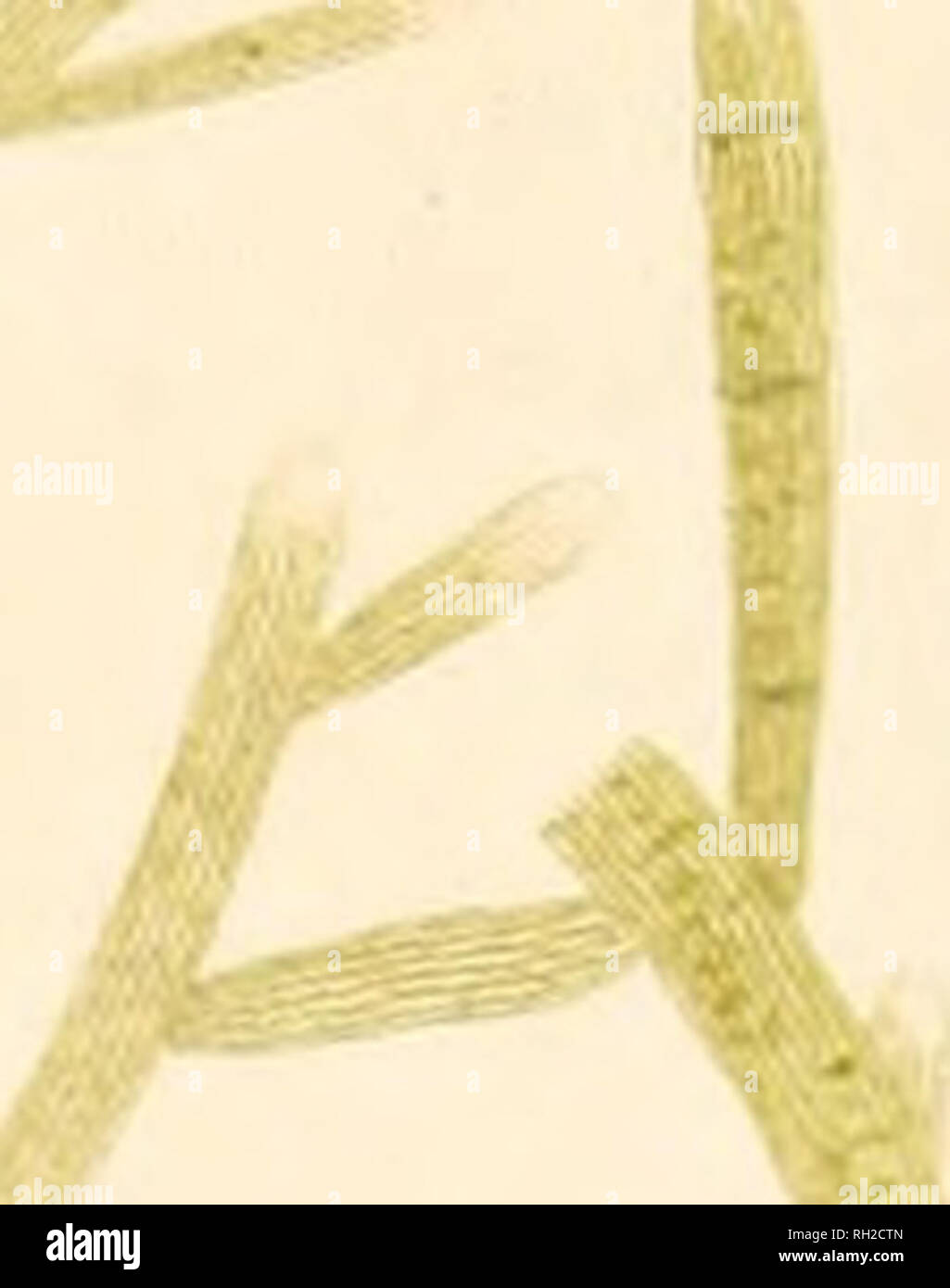 . British Confervæ; or , Colored figures and descriptions of the ...