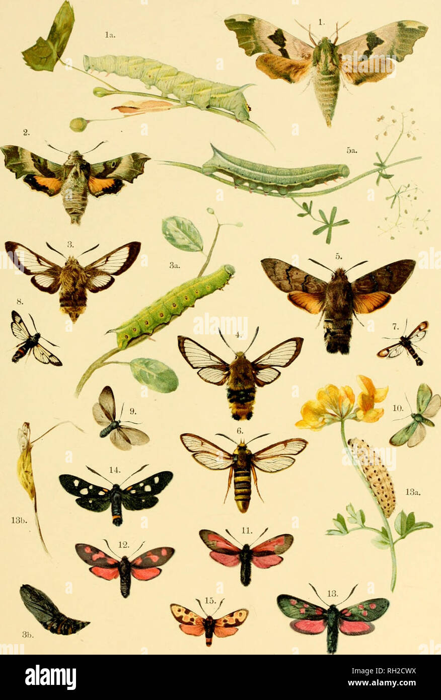 . British and European butterflies and moths (Macrolepidoptera). Lepidoptera -- Great Britain; Lepidoptera -- Europe. IM.ATE XVI.. I. Smerinthus tiliie, la. I,an-a. 2. Pterogon proserpina. 3. Macroglossia fuciformis, 3a. Lar-a, 3b. Pupa. 4. Magroglossia bombyliformis. 5. Macroglossia stellatarum, 5 a. Larva. 6. Trochilium apiforme. -. Sesia tipuliformis. 8. Sesia culiciformis. g. Ino pruni. 10. Ino stadces. II. Zygaena minos. 12. Zygsna achillese. 13. Zygtena trifolii, 13a. Lana, 13b. Pupa. 14. Zygaena epialtes. var. trigonelte. 15. ZygajDa fausta. British and European Butterflies and Moths.. Stock Photo