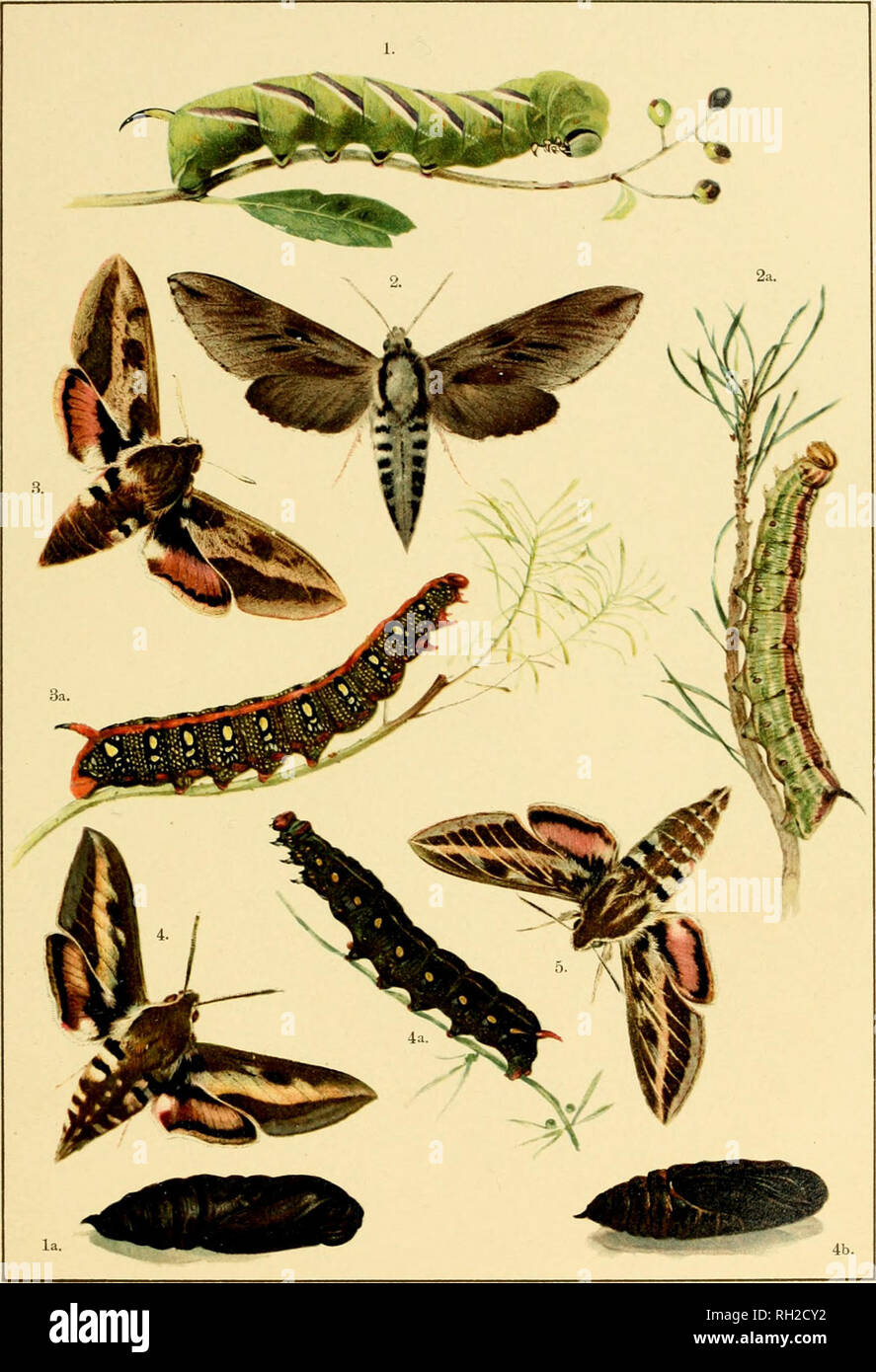 . British and European butterflies and moths (Macrolepidoptera). Lepidoptera -- Great Britain; Lepidoptera -- Europe. PLATE XIV.. I. Sphinx ligustri, Larva, la. Pupa. 2. Sphinx pinastri, 2a. Larva. 3. Deilephila euphorbiae, 3a. Larva. 4. Deilephila galii, 4a. Larva, 4b. Pupa. 5. Deilephila livomica. British and European Butterflies and Moths.. Please note that these images are extracted from scanned page images that may have been digitally enhanced for readability - coloration and appearance of these illustrations may not perfectly resemble the original work.. Kappel, August Wilhelm; Kirby, Wi Stock Photo