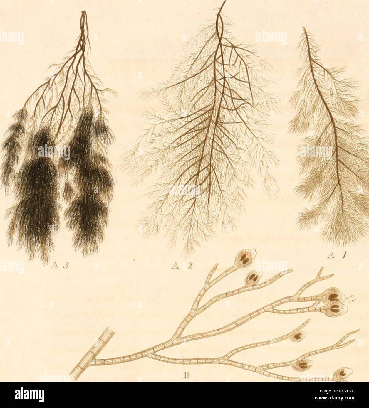 Confervae hi-res stock photography and images - Alamy