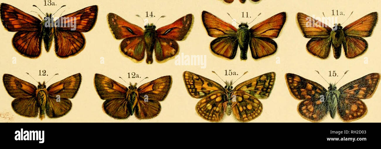 . British and European butterflies and moths (Macrolepidoptera). Lepidoptera -- Great Britain; Lepidoptera -- Europe. WP MfW ^^W. I. Epinephele janira, la. Female. 2. Epinephele tithonus, 2a. Female. 3. Epinephele hyperanthus, 3a. Under side. 4. var. arete. 5. Coenonympha pamphilus, 5a. Under side. 6. var. laidion. 7. Var. philoxenus, ;a. Under side. 8. Nisoniades tages, Female, 8a. Syrichthus alcea, Larva. 9. Syrichthus malva. 10. var. tasas. 11. Hesperia thaumas, 11 a. Female. 12. Hesperia actaeon, 12a. Female. 13. Hesperia sylvanus, 13a. Female, 13b. Hesperia comma, Under side. 14. Hesperia Stock Photo