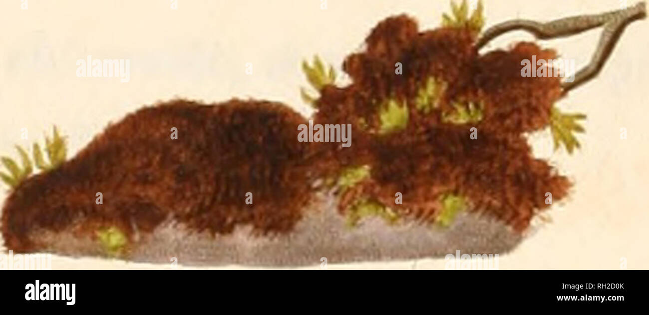 . British Confervæ; or , Colored figures and descriptions of the ...