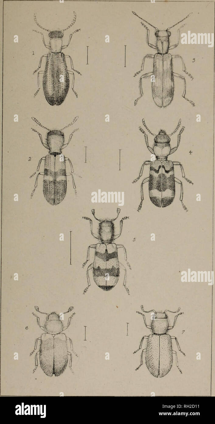 . The British Coleoptera delineated, consisting of figures of all the genera of British beetles. Beetles. ] I 5?. 1 • TI LLU S. 4 THANASIMUS 2. TILLOIDEA 5. CLERUS 3. OPILU S. &lt;d NECRCBIA 7 CORVNETE5. Please note that these images are extracted from scanned page images that may have been digitally enhanced for readability - coloration and appearance of these illustrations may not perfectly resemble the original work.. Shuckard, William Edward, 1802-1868; Spry, W. , illus. London, W. Crofts Stock Photo
