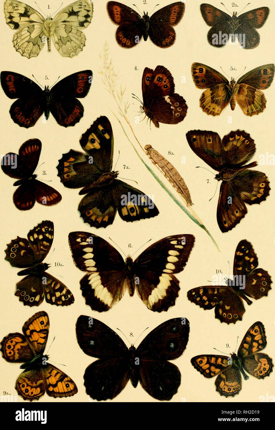 . British and European butterflies and moths (Macrolepidoptera). Lepidoptera -- Great Britain; Lepidoptera -- Europe. PLATE XL. 1. Melanargia galathea (under side of Male). 2. Erebia epiphron, 2a. Under side. 3. Erebia pharte. 4. Erebia ligea (under side). 5. Erebia aethiops, 5 a. Female, under side. 6. Satyrus circe. 7. Satyrus semele, 7a. Female. 8. Satyrus dryas, 8a. Larva. 9. Pararge mega;ra, 9a. Female. 10. Pararge aegeria, var. asgerides, loa. Female. British and European Butterflies and Moths.. Please note that these images are extracted from scanned page images that may have been digit Stock Photo