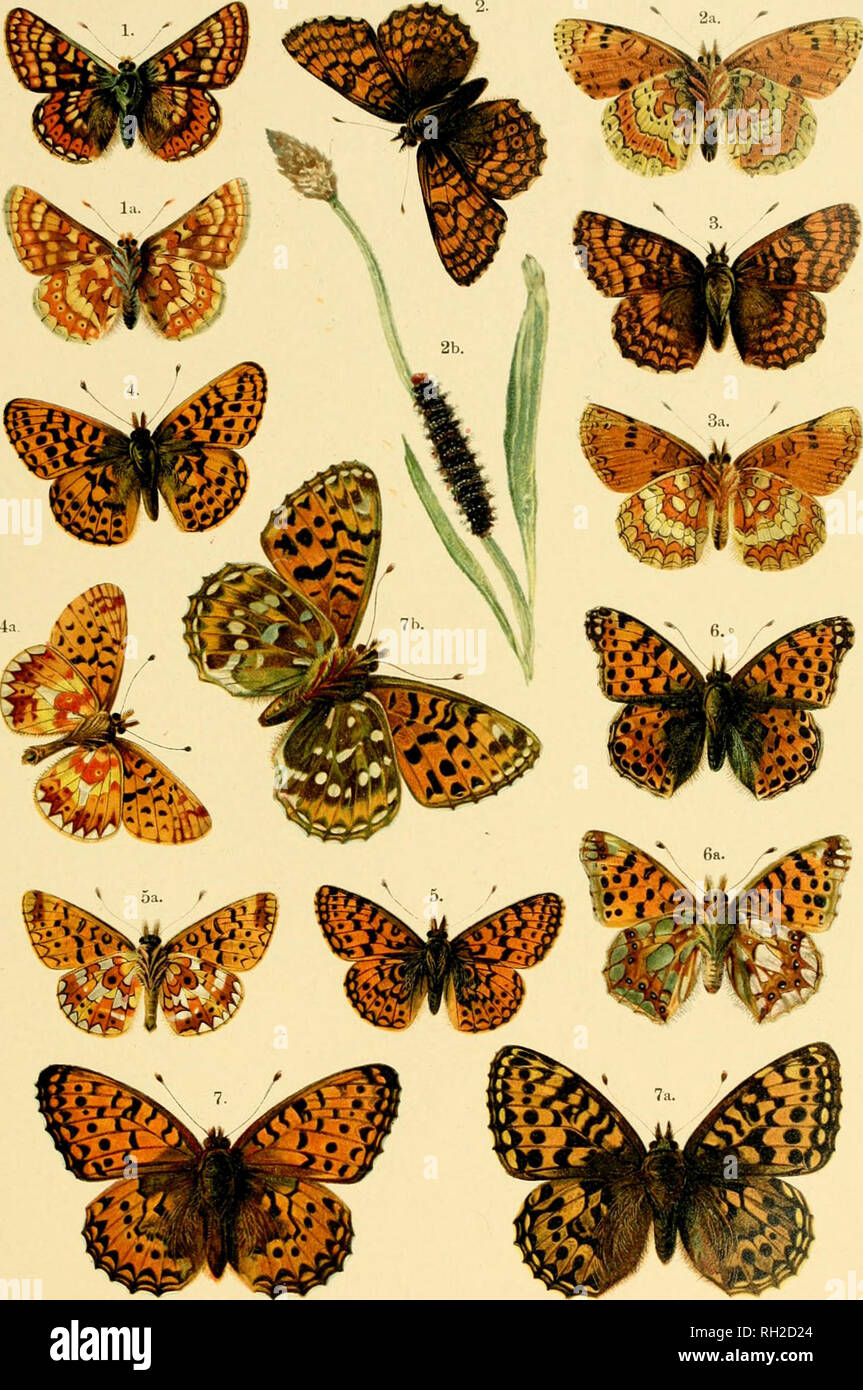 . British and European butterflies and moths (Macrolepidoptera). Lepidoptera -- Great Britain; Lepidoptera -- Europe. PLATE IX.. I. MelitEaaurinia, la. Underside. 2. Melitsea cinxia, 2a. Underside. 3. Melitea phoebe, 3a. Underside. 4. Argynnis euphrosyne, 4a. Under side. 5. Arg)'nnis selene, 5a. Under side. 6. Argynnis lathonia, 6a. Under side. 7. Argynnis aglaia, 7a. Female. British and European Butterflies and Moths.. Please note that these images are extracted from scanned page images that may have been digitally enhanced for readability - coloration and appearance of these illustrations ma Stock Photo