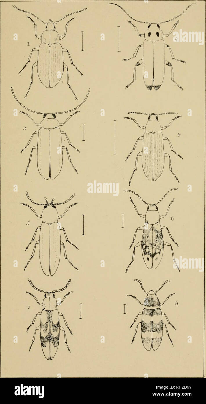 . The British Coleoptera delineated, consisting of figures of all the genera of British beetles. Beetles. Tl 60. 1. CTENIOPUS. 2. NOTHU5 3. CONOPALPU5. 4- M ELAN DRY A 5 PHLCMOTRYA 6. DIRC-€A. 7 HYPULU5. 8. AdDERA. Please note that these images are extracted from scanned page images that may have been digitally enhanced for readability - coloration and appearance of these illustrations may not perfectly resemble the original work.. Shuckard, William Edward, 1802-1868; Spry, W. London : H. G. Bohn Stock Photo