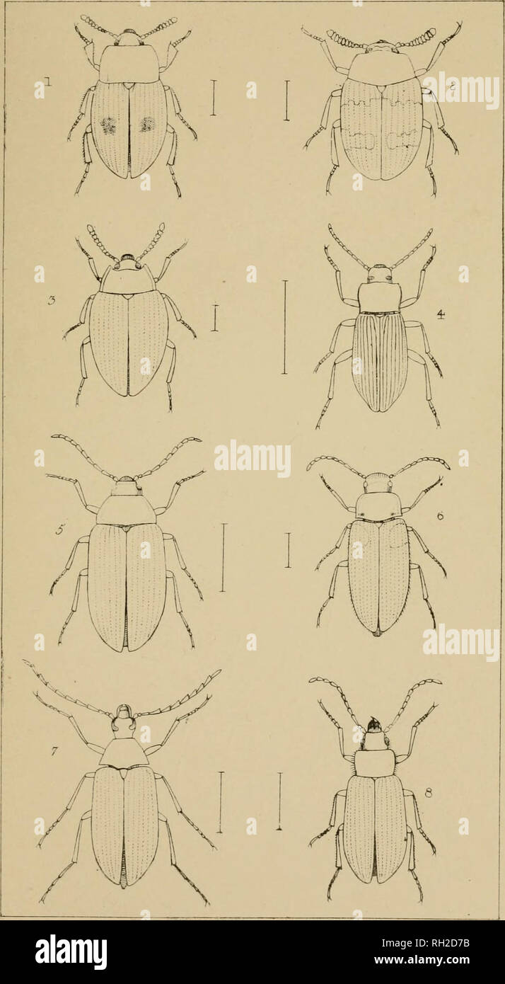 . The British Coleoptera delineated, consisting of figures of all the genera of British beetles. Beetles. Y1.S9.. I PALEfMA. 2. DIAPERIS 3. PLAT DEM A 4-. HELOPS 6 ERrx 6 MYGET0CHARI5 7 CI5TELA . 6. OMOPH LUS.. Please note that these images are extracted from scanned page images that may have been digitally enhanced for readability - coloration and appearance of these illustrations may not perfectly resemble the original work.. Shuckard, William Edward, 1802-1868; Spry, W. London : H. G. Bohn Stock Photo