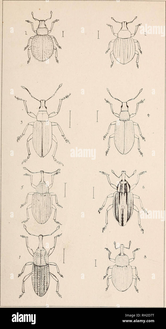. The British Coleoptera delineated. Beetles. 1. OMIAS. 5. PRO OAS 2. TP ACHY PH L/EA 5 6. PHYTONOMUS 3. PHYLL0BIU5. 7. PLINTHUS. 4-, NEMOlCUS. 8. LDOSOMA.. Please note that these images are extracted from scanned page images that may have been digitally enhanced for readability - coloration and appearance of these illustrations may not perfectly resemble the original work.. Shuckard, W[illiam] E[dward], 1802-1868. [from old catalog]; Spry, W. , [from old catalog] illus. London, W. Crofts Stock Photo