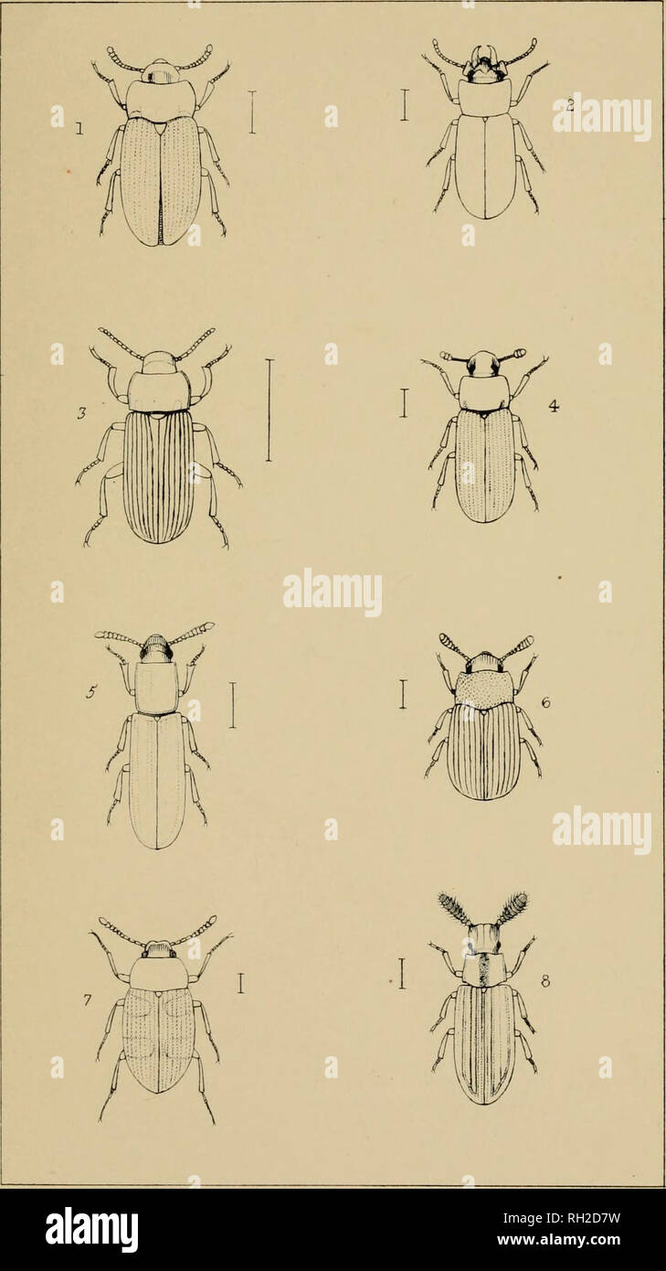 . The British Coleoptera delineated, consisting of figures of all the genera of British beetles. Beetles. pi &amp;.. I ALPHIT0BIU5. a. ULOMA 5 TENEBRIO. 4 5TENE 5 HYPOPHLfcUS &lt;o BOLITOPHA&amp;Uy 7 ALPHITOPHAGUS. 8. 5ARROTRIUM. Please note that these images are extracted from scanned page images that may have been digitally enhanced for readability - coloration and appearance of these illustrations may not perfectly resemble the original work.. Shuckard, William Edward, 1802-1868; Spry, W. London : H. G. Bohn Stock Photo
