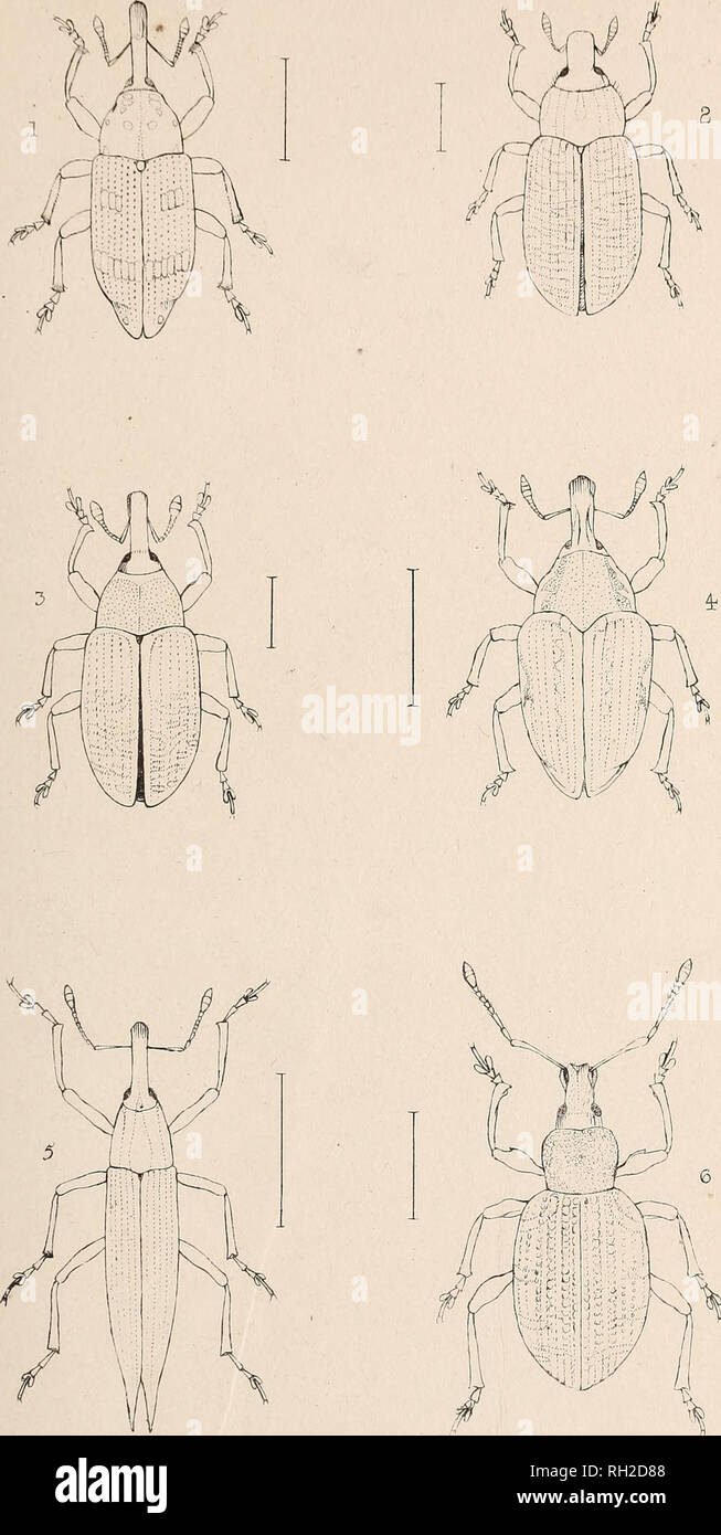 . The British Coleoptera delineated. Beetles. PI. 69 j . ; -. I, PI550DES. 2 RHIN0CYLLU5 3. RHINOBATUS 4 LAR1NUS. i*. LIX U5 . 6 OTIORHYNCHUS. Please note that these images are extracted from scanned page images that may have been digitally enhanced for readability - coloration and appearance of these illustrations may not perfectly resemble the original work.. Shuckard, W[illiam] E[dward], 1802-1868. [from old catalog]; Spry, W. , [from old catalog] illus. London, W. Crofts Stock Photo