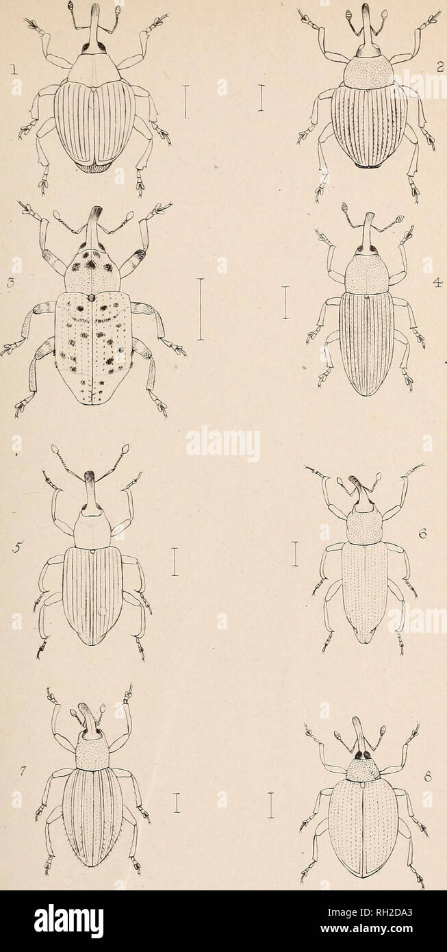 . The British Coleoptera delineated. Beetles. !. MONONYCHU5. 5. BAGOUS 2, CCLIODES, 6 LYPRU5. 3. CRY PTORH TNGHUS 7 ORTHOCH/tTE5. 4: BARIDIS. 8, TACHYERCE5.. Please note that these images are extracted from scanned page images that may have been digitally enhanced for readability - coloration and appearance of these illustrations may not perfectly resemble the original work.. Shuckard, W[illiam] E[dward], 1802-1868. [from old catalog]; Spry, W. , [from old catalog] illus. London, W. Crofts Stock Photo