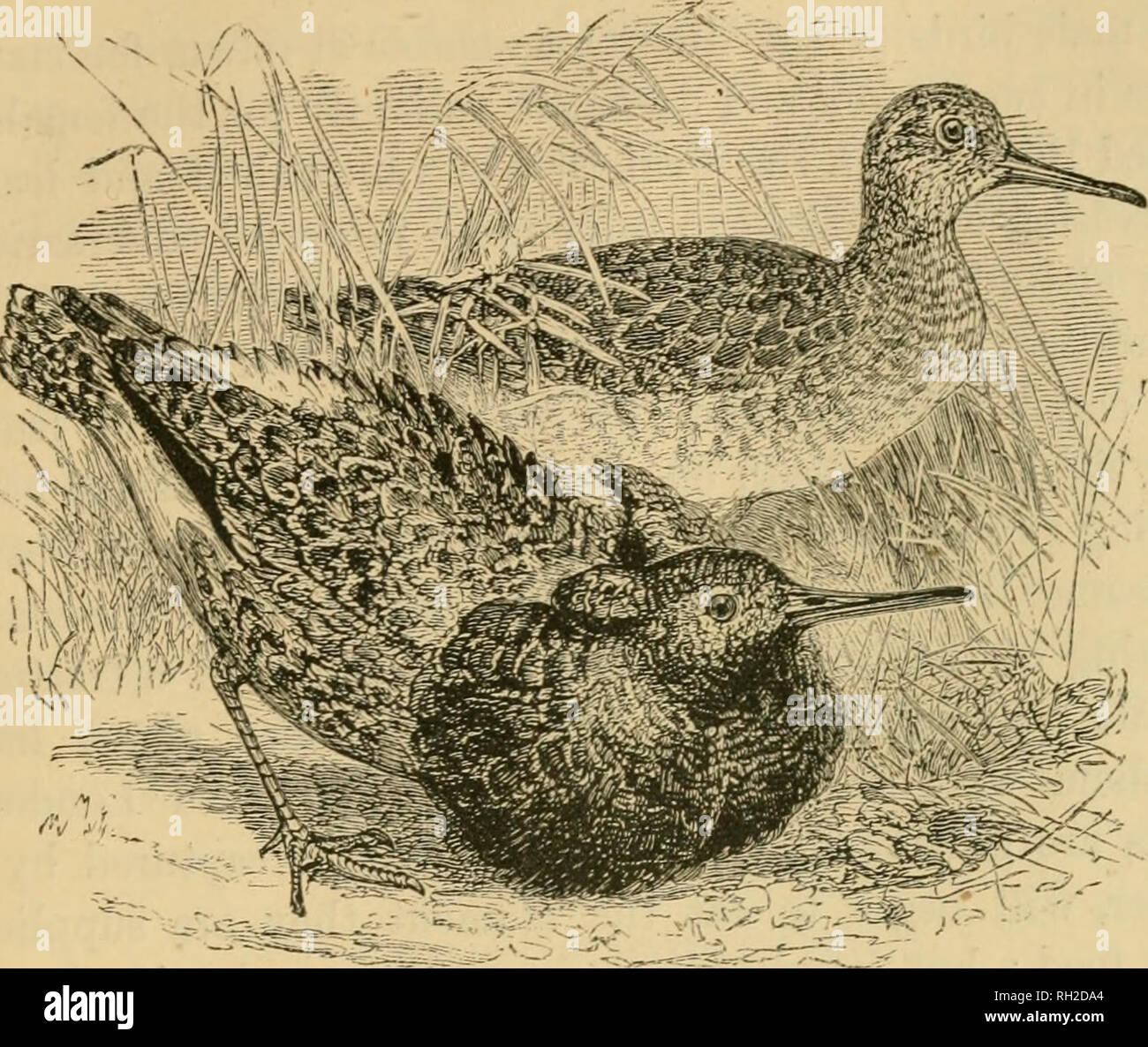 . British birds in their haunts. Birds. THE EUFF. MACHETES PUGNAX. Male i» SpW«,-Face covere<l w«h Yf °^f ^^''^Sfun^isLt I'iiT, and spotted with brown. Both the systematic names of this bird are descriptive of its quarrelsome propensities: machetes is Greek for ' a warrior," pugna^ Latin for "pugnacious." Well is the title deserved; for Euffs do not merely fight when they meet, but meet in order to fight. The season for the in- dulgence of their warhke tastes is spring; the scene, a risin- spot of ground contiguous to a marsh ; and here all. Please note that these images are Stock Photo