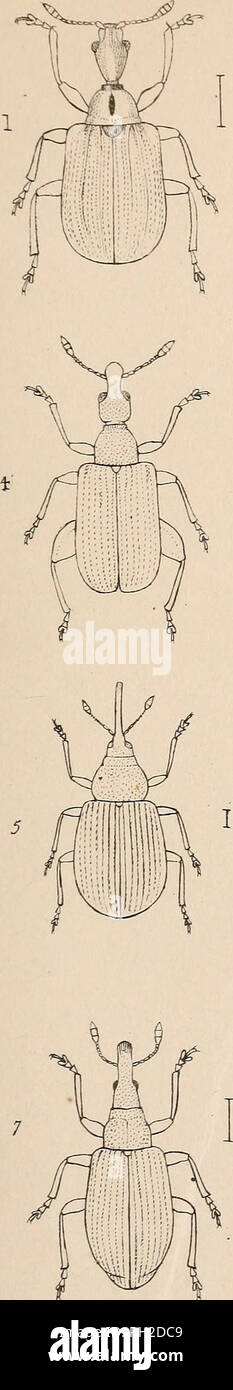 . The British Coleoptera delineated. Beetles. Tl 63.. I. A TO D E P. U 3 2 ATTELA5U3 J RHYNCHITE5 4-. DEPOR. A US. Please note that these images are extracted from scanned page images that may have been digitally enhanced for readability - coloration and appearance of these illustrations may not perfectly resemble the original work.. Shuckard, W[illiam] E[dward], 1802-1868. [from old catalog]; Spry, W. , [from old catalog] illus. London, W. Crofts Stock Photo