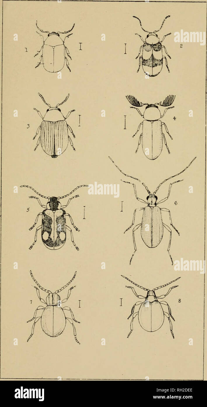 . The British Coleoptera delineated, consisting of figures of all the genera of British beetles. Beetles. pi. Sk.. I LA 5 I ODER MA- Z. OGH1NA. 3. XILETINU5. 4-. PTI LINUS. 5. HEDOBIA 6. PTINUS. 7. MEZIUM . 8 &amp;IBBIUM. Please note that these images are extracted from scanned page images that may have been digitally enhanced for readability - coloration and appearance of these illustrations may not perfectly resemble the original work.. Shuckard, William Edward, 1802-1868; Spry, W. London : H. G. Bohn Stock Photo