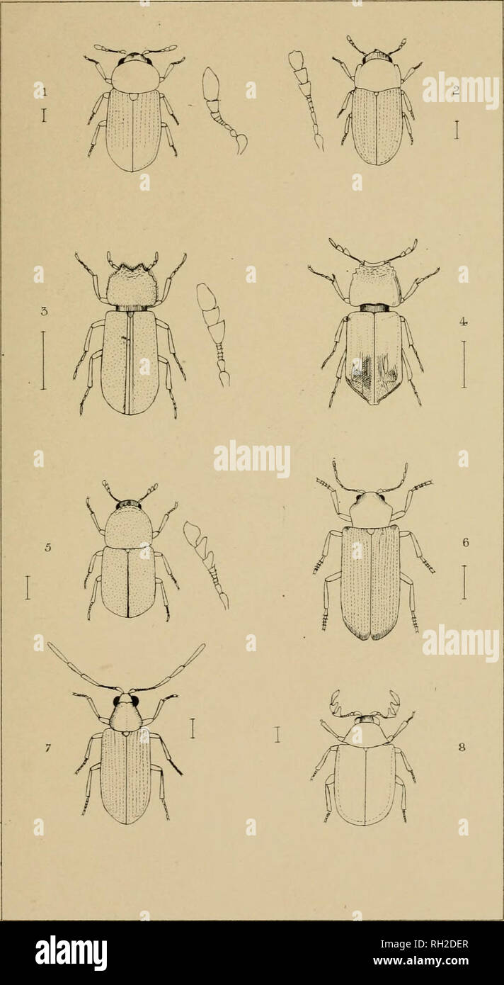 . The British Coleoptera delineated, consisting of figures of all the genera of British beetles. Beetles. PI. 53.. 1 SPHINDUS 2 CIS 3 BOSTRICHUS. 4. APATE. 5. DINODERUS 6 ANOBIUM 7 DRYOPHILUS 3- DORCATOMA. Please note that these images are extracted from scanned page images that may have been digitally enhanced for readability - coloration and appearance of these illustrations may not perfectly resemble the original work.. Shuckard, William Edward, 1802-1868; Spry, W. London : H. G. Bohn Stock Photo