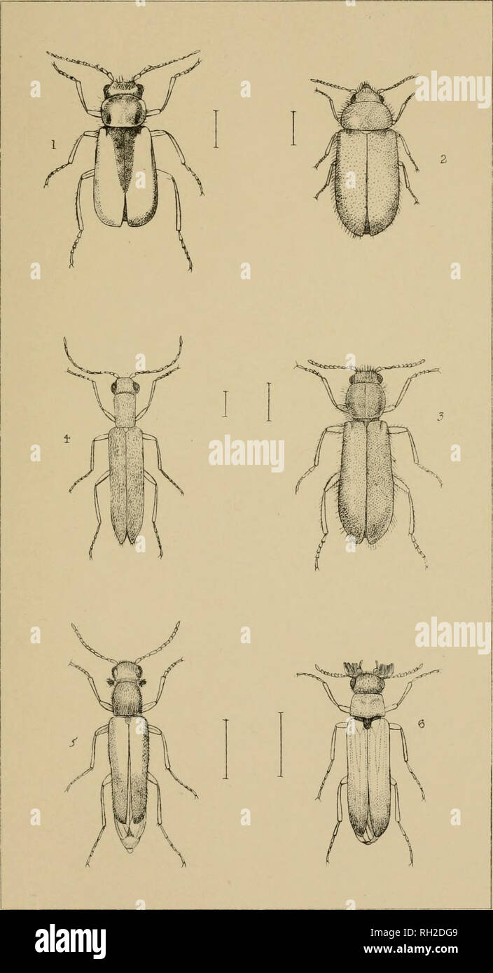 . The British Coleoptera delineated, consisting of figures of all the genera of British beetles. Beetles. PJ. SI. I. MALAGHIUS Z APLOCNEMUS. 5. DASVTES 4 DOLICHOSOMA 5 LVMEXVLON 6. HYLEC/CTUS. Please note that these images are extracted from scanned page images that may have been digitally enhanced for readability - coloration and appearance of these illustrations may not perfectly resemble the original work.. Shuckard, William Edward, 1802-1868; Spry, W. London : H. G. Bohn Stock Photo