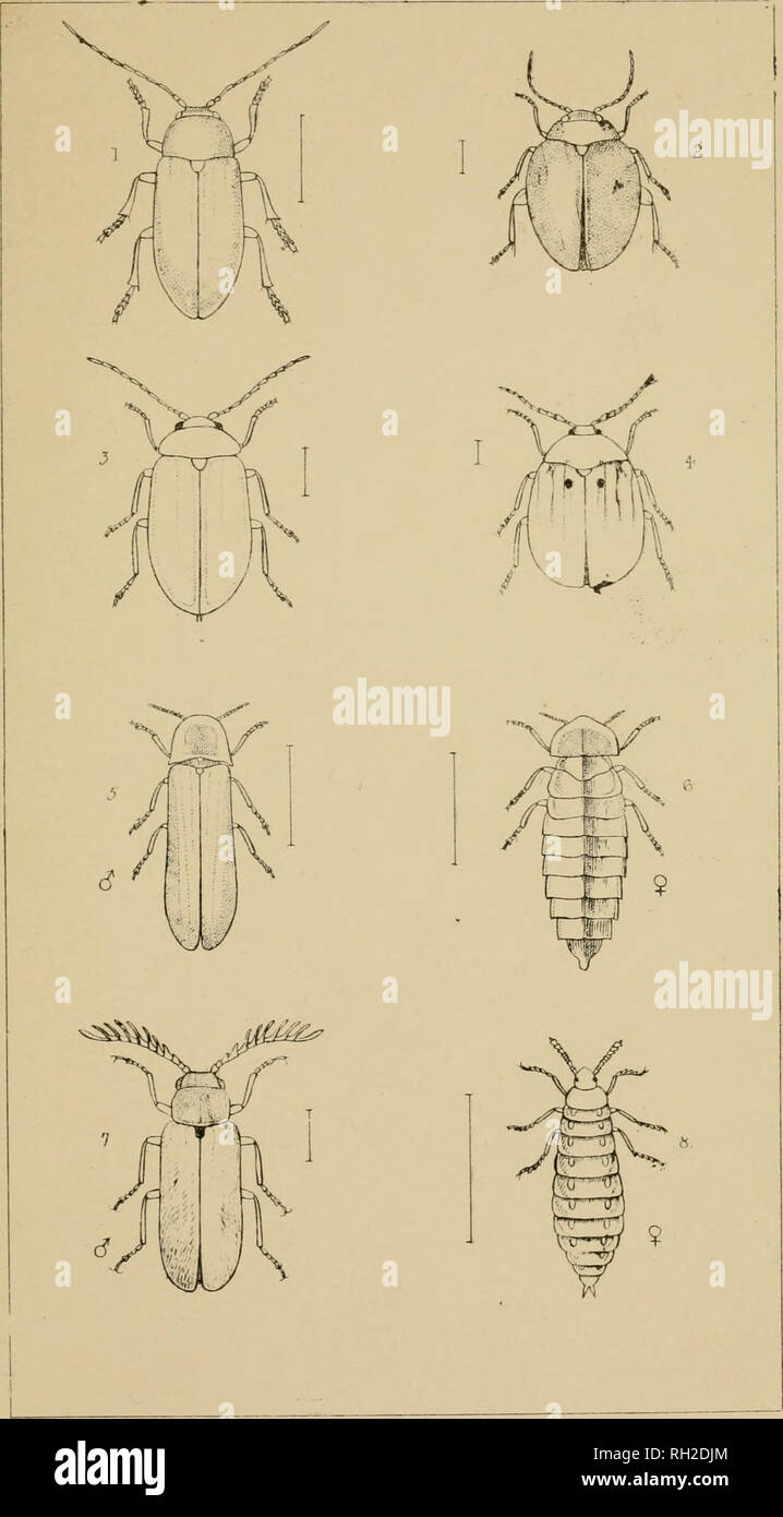 . The British Coleoptera delineated, consisting of figures of all the genera of British beetles. Beetles. fi hy. 1 ATOPA 2 SCIRTES 3 CYPHON + EUBRIA 5 LAMPYRIS. d&quot; 6 FEMALE ¥ 7 DRILUS. C? 8 FEMALE?. Please note that these images are extracted from scanned page images that may have been digitally enhanced for readability - coloration and appearance of these illustrations may not perfectly resemble the original work.. Shuckard, William Edward, 1802-1868; Spry, W. London : H. G. Bohn Stock Photo