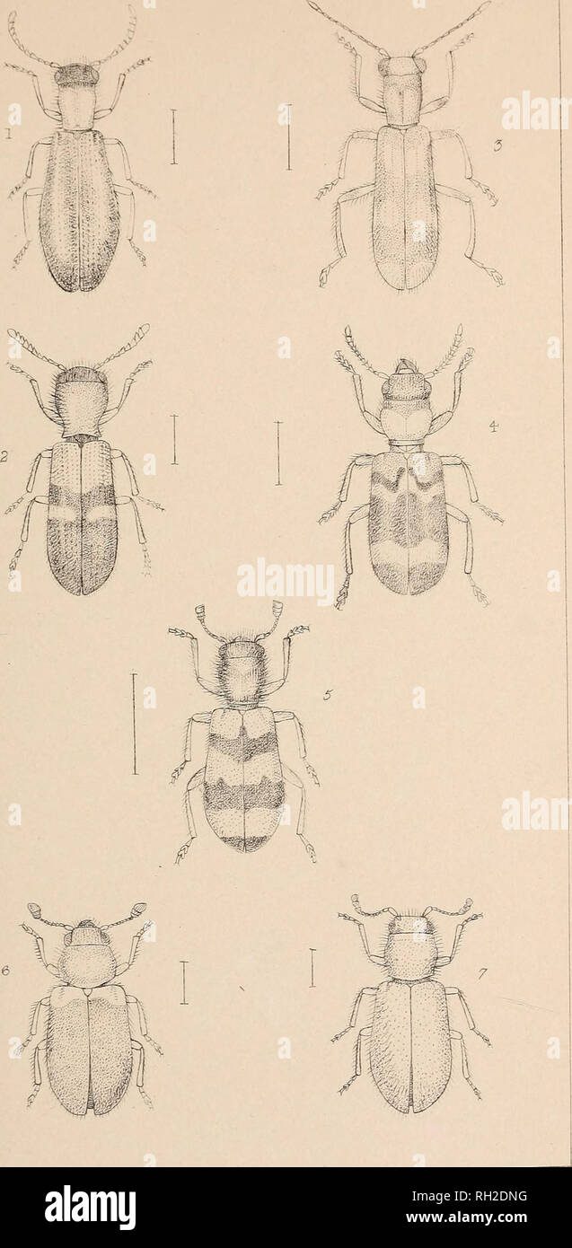 . The British Coleoptera delineated. Beetles. 1 TILLUS * THANASIMUS 2 TILLOIDEA. £ CLERUS. 3 OPILU5. B. NECROBIA 7. CORY METES.. Please note that these images are extracted from scanned page images that may have been digitally enhanced for readability - coloration and appearance of these illustrations may not perfectly resemble the original work.. Shuckard, W[illiam] E[dward], 1802-1868. [from old catalog]; Spry, W. , [from old catalog] illus. London, W. Crofts Stock Photo