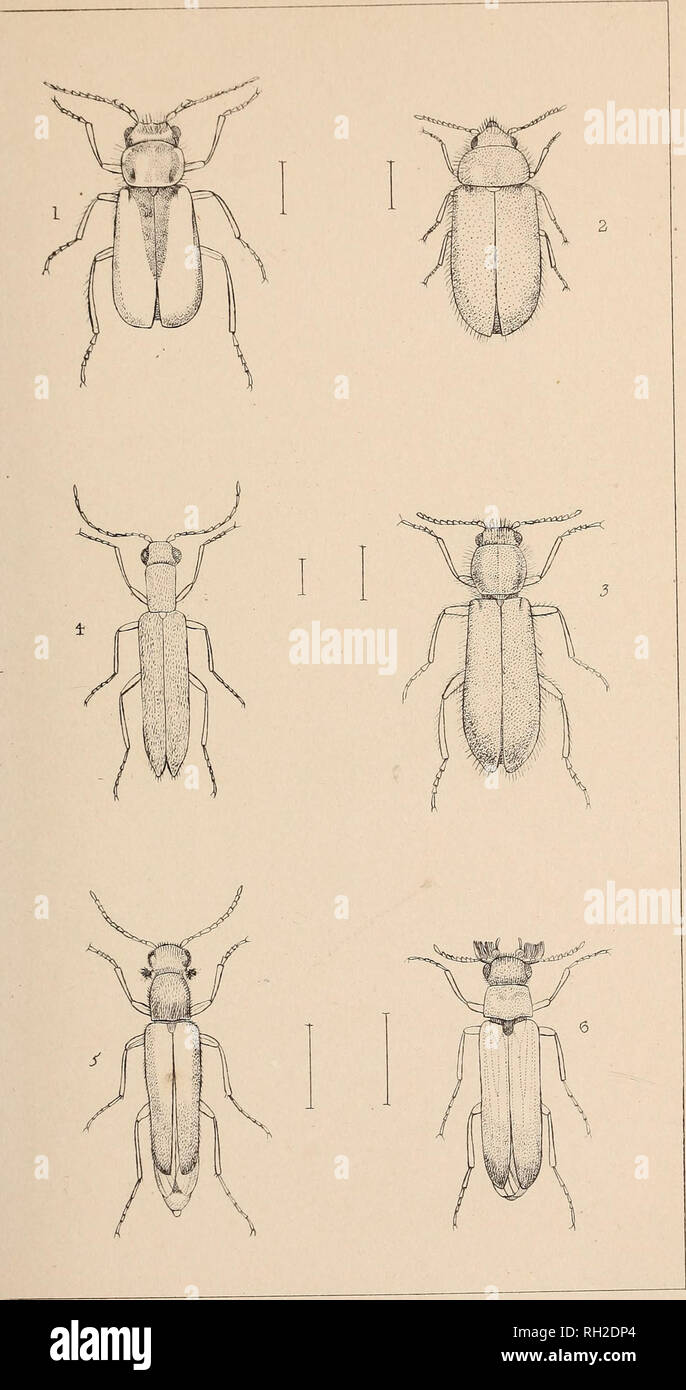 . The British Coleoptera delineated. Beetles. Pi. SI.. !. MALAGH I US . +. DOLICHOSOMA 2. APLOCNEMUS. LV M EX Y LO N . 3. DASYTES. 6- HYLEC/ETUS.. Please note that these images are extracted from scanned page images that may have been digitally enhanced for readability - coloration and appearance of these illustrations may not perfectly resemble the original work.. Shuckard, W[illiam] E[dward], 1802-1868. [from old catalog]; Spry, W. , [from old catalog] illus. London, W. Crofts Stock Photo