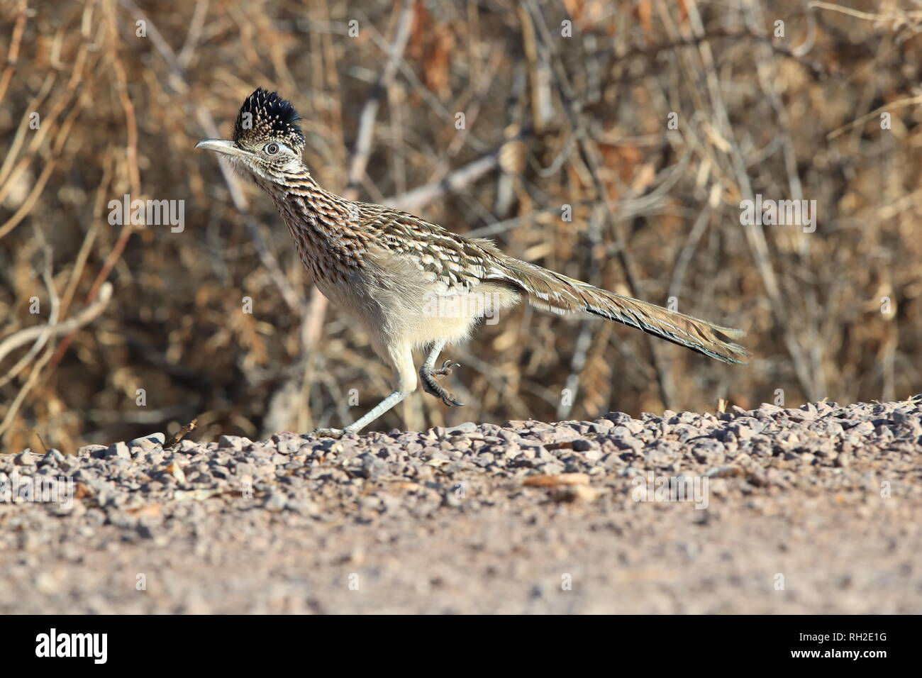 Gartenflagge New Mexico Roadrunner Bird | 30,5 X 45,7 Cm | Aus Polyester | Für Draußen