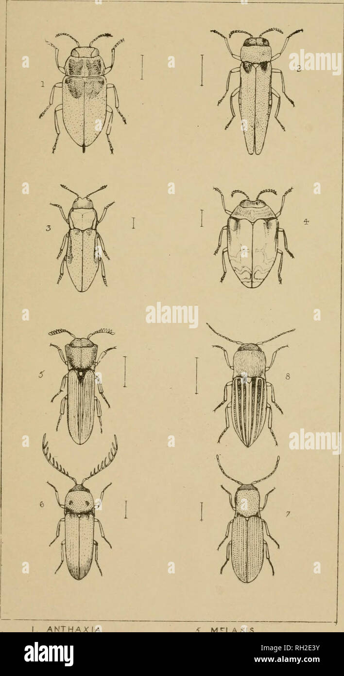 . The British Coleoptera delineated, consisting of figures of all the genera of British beetles. Beetles. Pi 46. ANTHAXIA . 2 AGRILUS 3 APHANIST1CUS 4. TRACHVS. 5. MTLASIS 6. MICRORHACUS. 7. ADRASTUS 8 ACRIOTES. Please note that these images are extracted from scanned page images that may have been digitally enhanced for readability - coloration and appearance of these illustrations may not perfectly resemble the original work.. Shuckard, William Edward, 1802-1868; Spry, W. London : H. G. Bohn Stock Photo