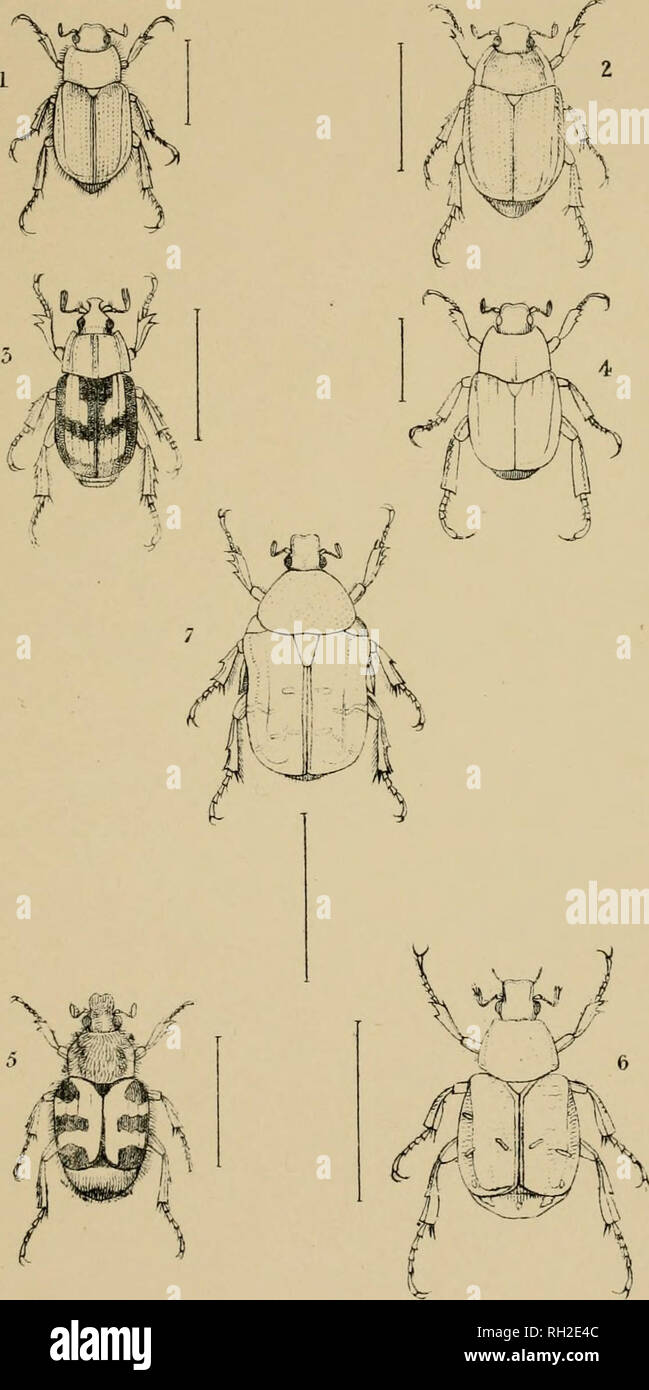 . The British Coleoptera delineated, consisting of figures of all the genera of British beetles. Beetles. PI 45.. 1. PHYLLOPERTHA. 4 HO PL LA. 2. ANOMALA . 5 TRICHIUS. 3. ANISOPLIA. 6. GNORIMUS 7. GETONIA.. Please note that these images are extracted from scanned page images that may have been digitally enhanced for readability - coloration and appearance of these illustrations may not perfectly resemble the original work.. Shuckard, William Edward, 1802-1868; Spry, W. London : H. G. Bohn Stock Photo