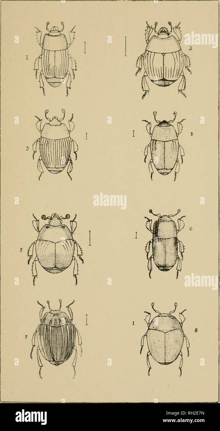 . The British Coleoptera delineated, consisting of figures of all the genera of British beetles. Beetles. PI ±1. I. PLATYSOMA 2 HISTER 3. DENDROPHILUS t PAROMALUS 5 SAPRINUS 6 TERETRIUS 7 ONTHOPHILUS. 8 ABR/EUS. Please note that these images are extracted from scanned page images that may have been digitally enhanced for readability - coloration and appearance of these illustrations may not perfectly resemble the original work.. Shuckard, William Edward, 1802-1868; Spry, W. London : H. G. Bohn Stock Photo