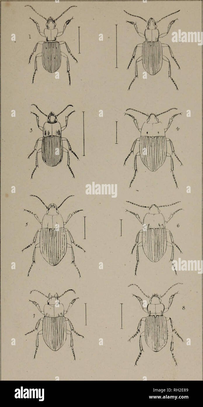 . The British Coleoptera delineated, consisting of figures of all the genera of British beetles. Beetles. I. ADtLOSIA. Z. PLATYSMA . 3. ABAV. 4-. AMARA . 5. GEL I A 6. ACRODON: 7. BRADYTU5. 8. OURTONOTU5. Please note that these images are extracted from scanned page images that may have been digitally enhanced for readability - coloration and appearance of these illustrations may not perfectly resemble the original work.. Shuckard, William Edward, 1802-1868; Spry, W. , illus. London, W. Crofts Stock Photo