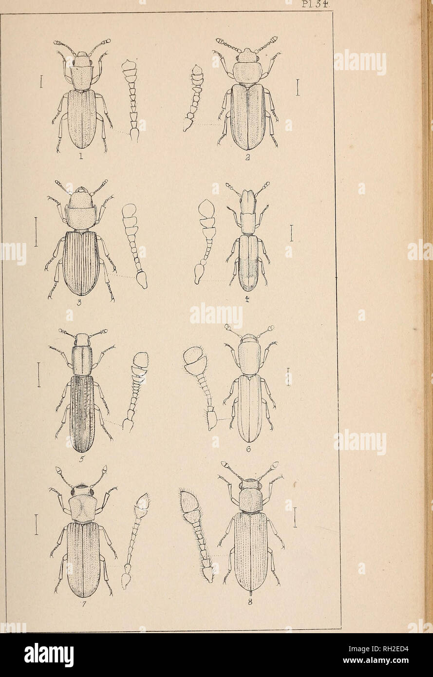 . The British Coleoptera delineated. Beetles. 1. SILVAN US. S, COLYDIUM. 2. PEDIACUS. 6 TEREDU5. 3. TROGOSITA. 7, XYLOTROGUS 4. N EM OSOMA . LYCTUS.. Please note that these images are extracted from scanned page images that may have been digitally enhanced for readability - coloration and appearance of these illustrations may not perfectly resemble the original work.. Shuckard, W[illiam] E[dward], 1802-1868. [from old catalog]; Spry, W. , [from old catalog] illus. London, W. Crofts Stock Photo